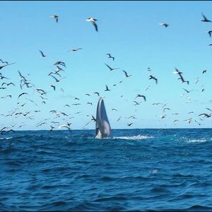 Meet your Posher, Carmen